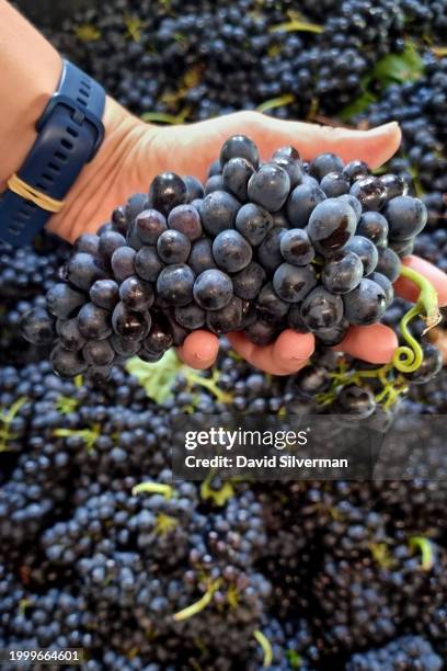 Wine maker Julia Blaine sorts through Syrah wine grapes at the Bacco Estate Winery on February 3, 2024 near Paarl in the Western Cape Province of...