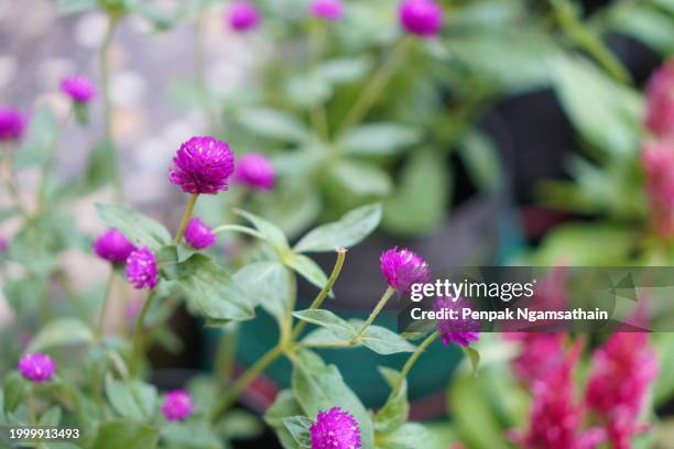globe amaranth bachelor button violet flower - abyssinica stock pictures, royalty-free photos & images
