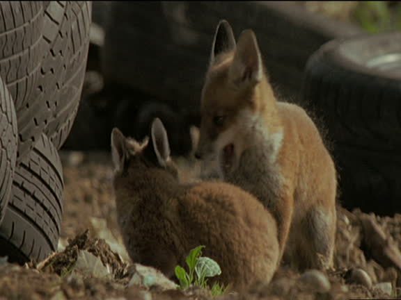 Fox Fight 39 Red Fox Fight Stock Videos, Footage, & 4K Video Clips - Getty Images