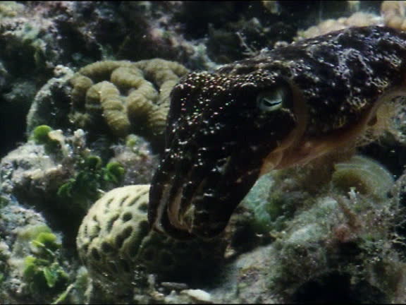 30 Tentacle Attack Stock Videos, Footage, & 4K Video Clips - Getty Images