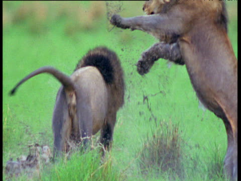 390 Lion Fight Videos and HD Footage - Getty Images