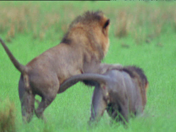 390 Lion Fight Videos and HD Footage - Getty Images 390 Lion Fight Videos and HD Footage - Getty Images