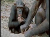 Chimp Being Rude Chimpanzee Appears To Make Rude Gesture As It Scratches Its Face Congo ...