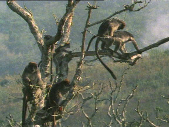 Monkeys Maturing 164 Monkey Breeding Stock Videos, Footage, & 4K Video Clips - Getty Images