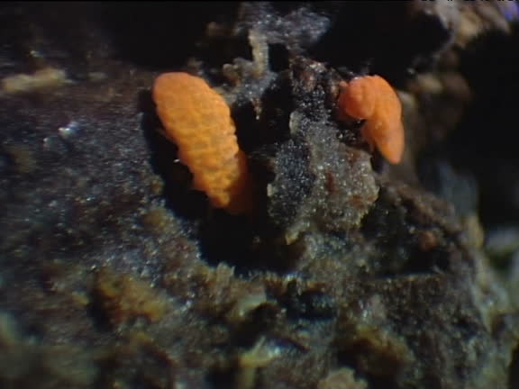 Springtail 4k 89 Springtail Stock Videos, Footage, & 4K Video Clips - Getty Images
