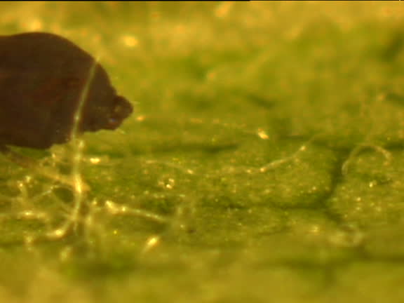Springtail 4k 90 Springtail Stock Videos, Footage, & 4K Video Clips - Getty Images