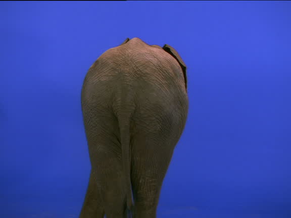 38 Elephant Bottom Stock Videos, Footage, & 4K Video Clips - Getty Images