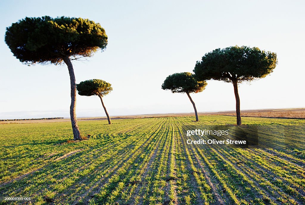 Spain, Castilla-Leon, Zamora Toro, parasol pines growing in field