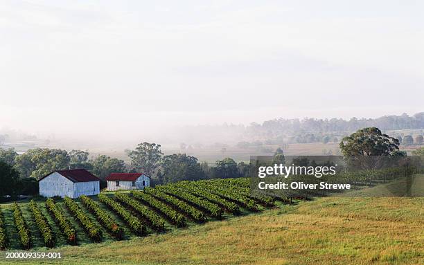 australia, new south wales, hunter valley, vineyard in morning mist - hunter valley photos et images de collection