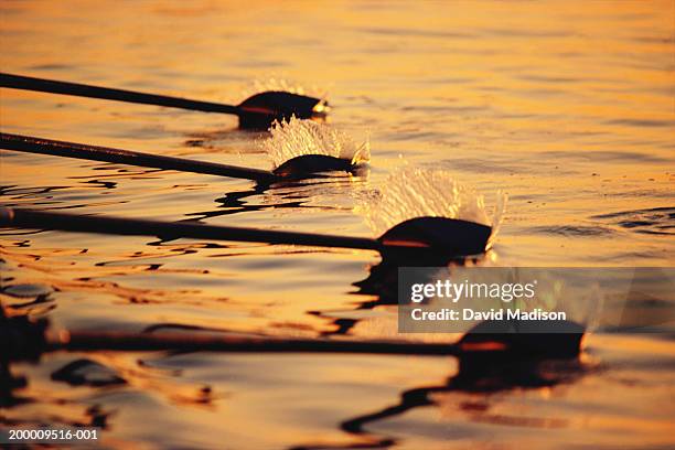 rowing team's oars slicing through water, close-up, sunrise - riemen stock-fotos und bilder