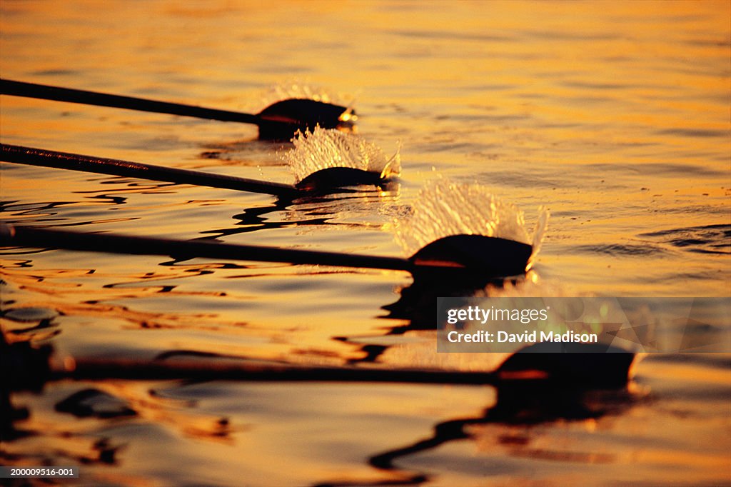 Rowing team's oars slicing through water, close-up, sunrise