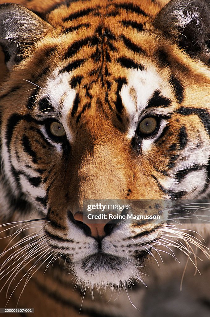 Bengal tiger (Panthera tigris tigris), close-up, headshot