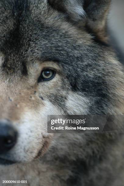 timber (or gray) wolf (canus lupus), close-up - wolf stock pictures, royalty-free photos & images