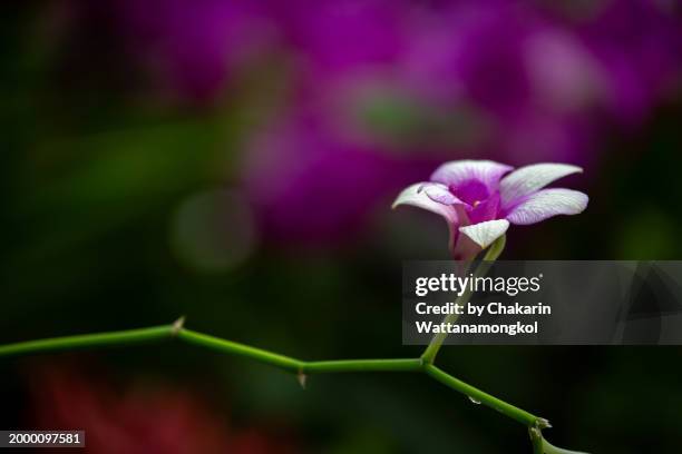 dendrobium orchid - white petals with violet color. in the beautiful orchid garden in ruk - lueng - chant : floral festival at khitchakut district, chanthaburi. - orchid dendrobium single stem foto e immagini stock