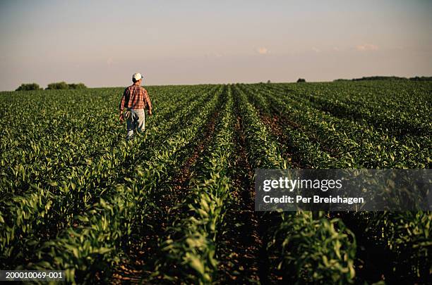 man walking through cornfield, rear view - agriculture stockfoto's en -beelden