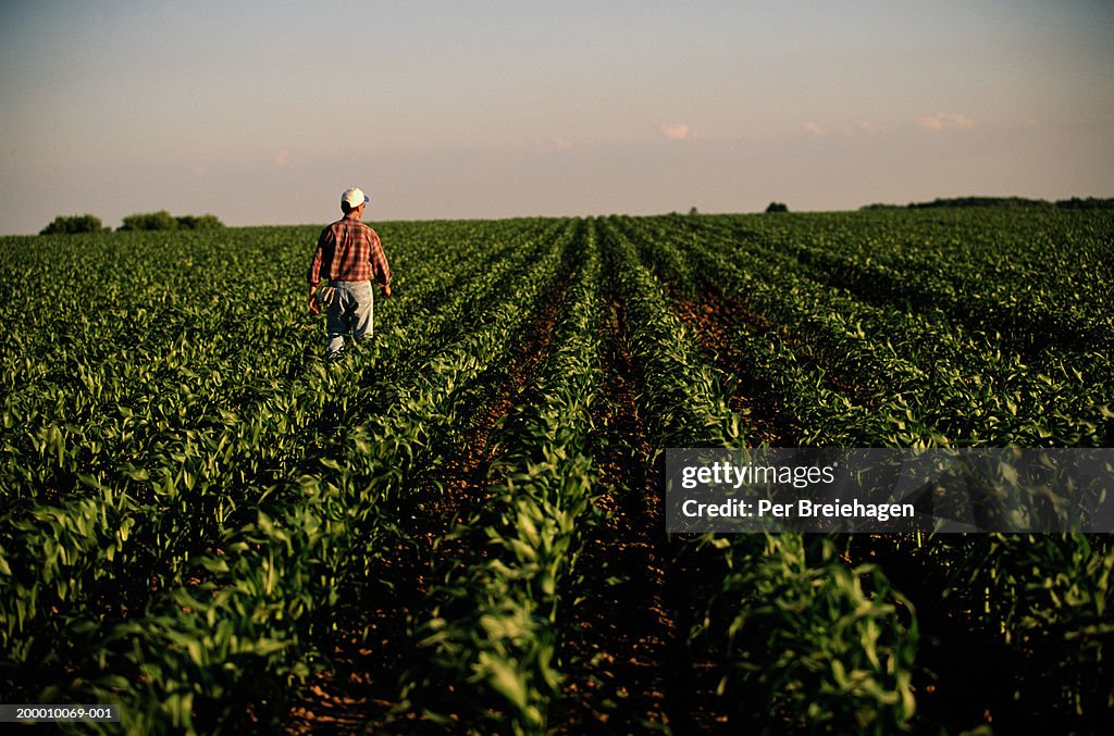 Man walking through cornfield, rear view