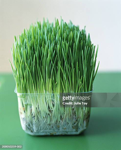 wheatgrass plant growing in clear plastic container - wheatgrass stock pictures, royalty-free photos & images