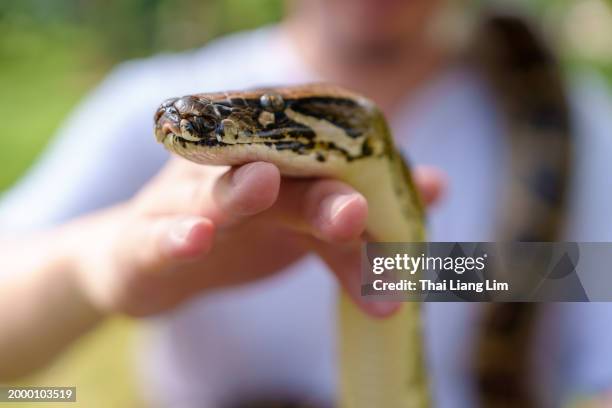 a close-up shot captures a python snake being held in hands, showcasing its intricate patterns and unique features. - slangenhuid stockfoto's en -beelden