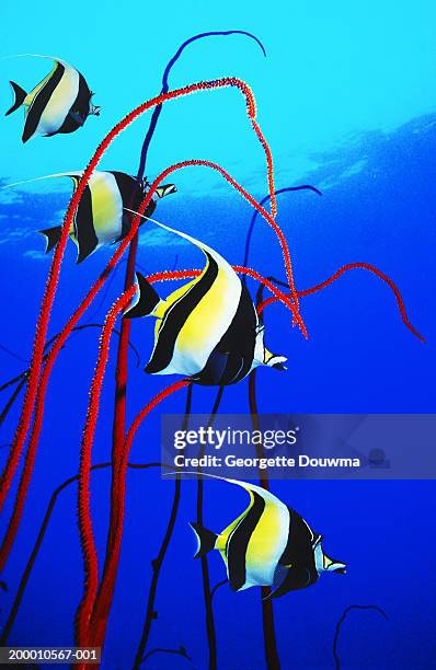 moorish idol (zanclus cornutus) and sea whip - halfterfisch stock-fotos und bilder