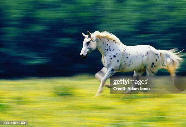 appaloosa horse (equus callabus) running in field (blurred motion) - appaloosa stock pictures, royalty-free photos & images