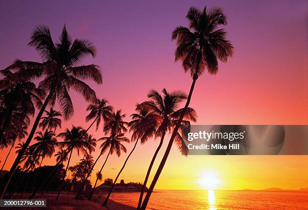 west indies, antigua, palm trees on beach, sunset - purple sunset stock pictures, royalty-free photos & images