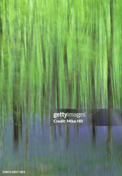 bluebells (hyacinthoides non-scripta) in wood (defocussed) - can't see the wood for the trees stock pictures, royalty-free photos & images