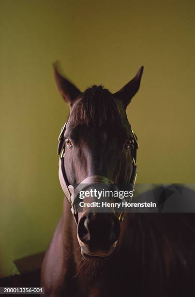 horse, close-up, headshot - cheval de face photos et images de collection