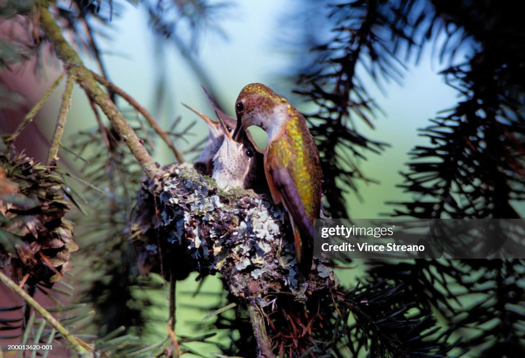 Rufus hummingbird (Selasphorus rufus) female feeding young