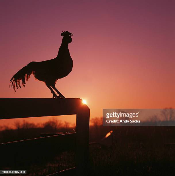 rooster perched on fence, crowing, profile, dawn - オスのひな鳥 ストックフォトと画像