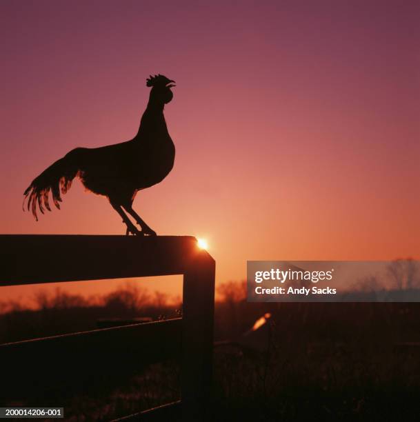 rooster perched on fence, crowing, profile, dawn - rooster crowing stock pictures, royalty-free photos & images