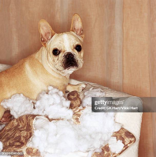 french bulldog sitting on torn pillow - cushion stock pictures, royalty-free photos & images