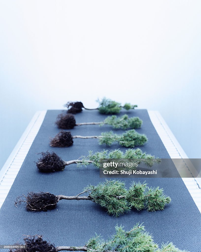 Dwarf Alberta Spruce (Picea glauca 'conical') on conveyor belt