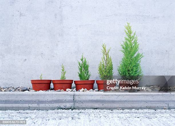 Potted conifers in size order