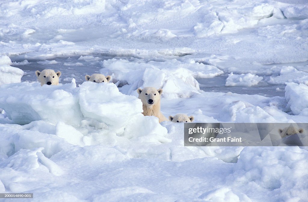 Polar bears behind ice (Digital Composite)