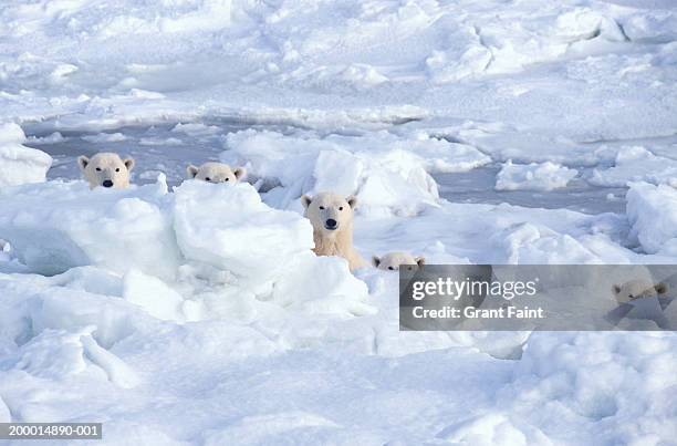 polar bears behind ice (digital composite) - manitoba stock pictures, royalty-free photos & images