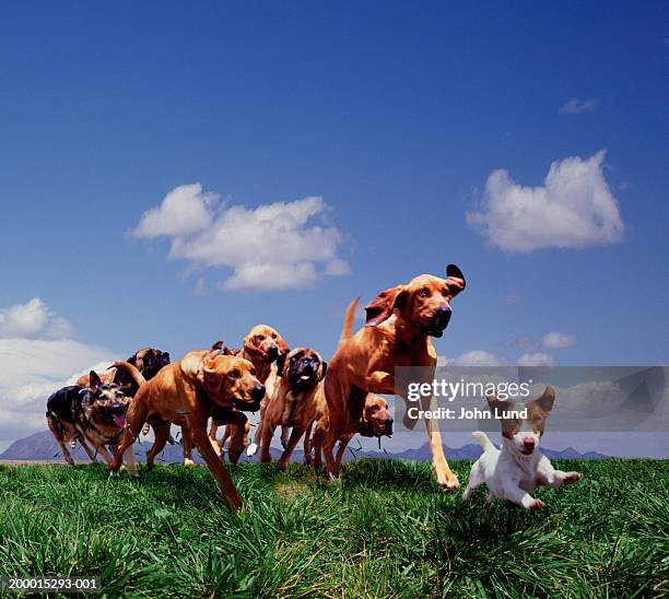group of dogs running on grass (digital composite) - medium group of animals stock pictures, royalty-free photos & images