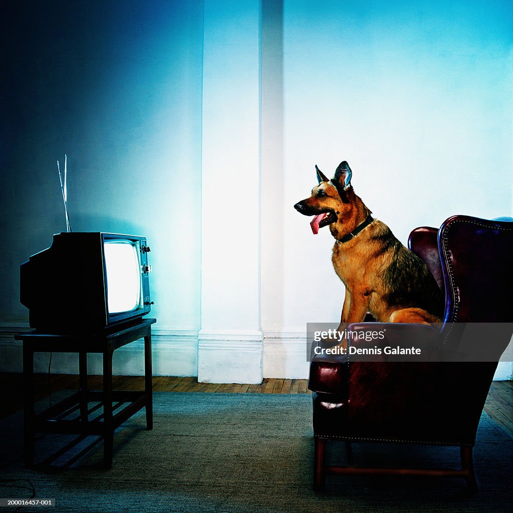 German Shepherd dog sitting on chair watching television
