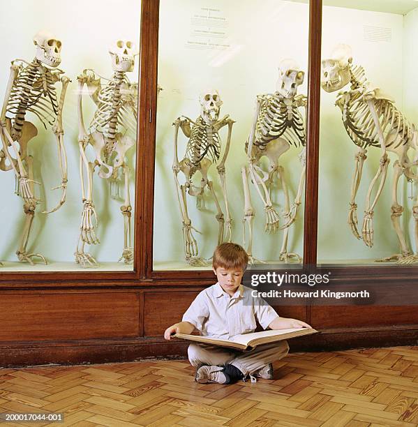 boy (6-8) reading book in front of cabinet of primate skeletons - partie du corps d'un animal photos et images de collection