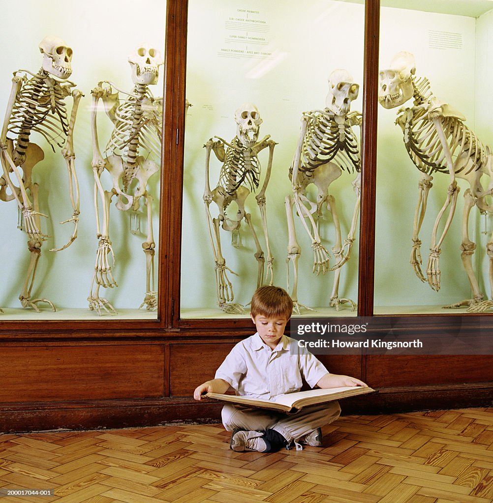 Boy (6-8) reading book in front of cabinet of primate skeletons