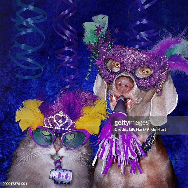 cat and dog wearing party paraphernalia, portrait - cat face mask stock-fotos und bilder