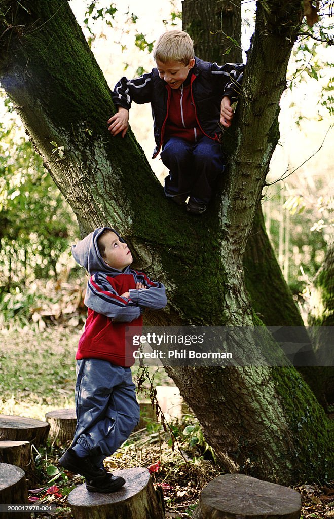 Two boys (4-7), one in tree looking down at other