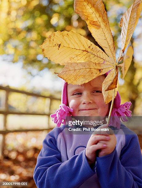girl (3-5) holding large leaf outdoors, close-up - kastanie laubbaum stock-fotos und bilder