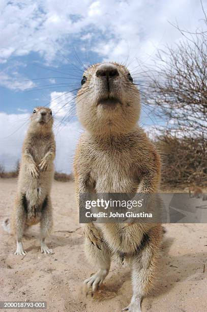 two cape ground squirrels (xerus inauris), close-up - präriehund stock-fotos und bilder