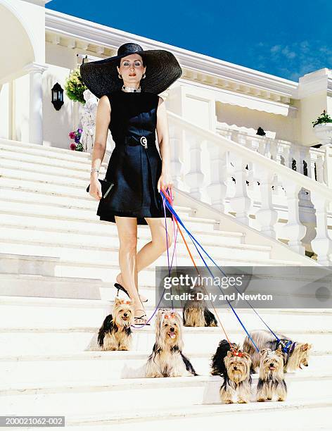 woman walking yorkshire terriers down steps, portrait - alta moda fotografías e imágenes de stock