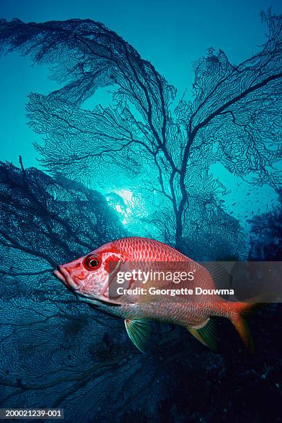 giant squirrelfish and gorgonian fan (digital composite) - long jawed squirrel fish stockfoto's en -beelden