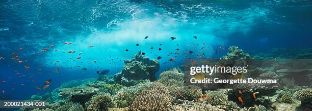 raccoon butterflyfish and lyretail anthias (digital composite) - aquatic ストックフォトと画像