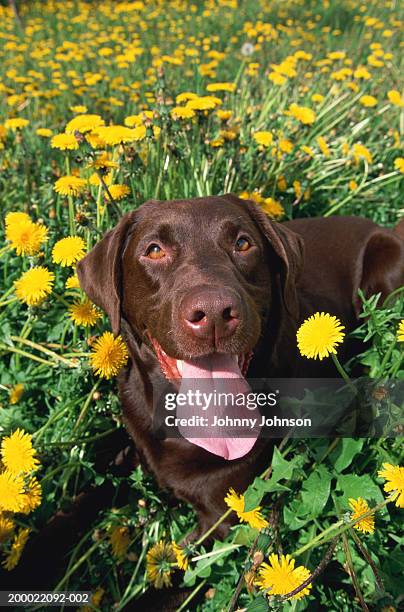 chocolate labrador retriever in field of dandelions, summer - chocolate labrador retriever stock pictures, royalty-free photos & images