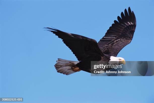 bald eagle (haliaeetus leucocephalus) in flight, side view - bald eagle stock-fotos und bilder