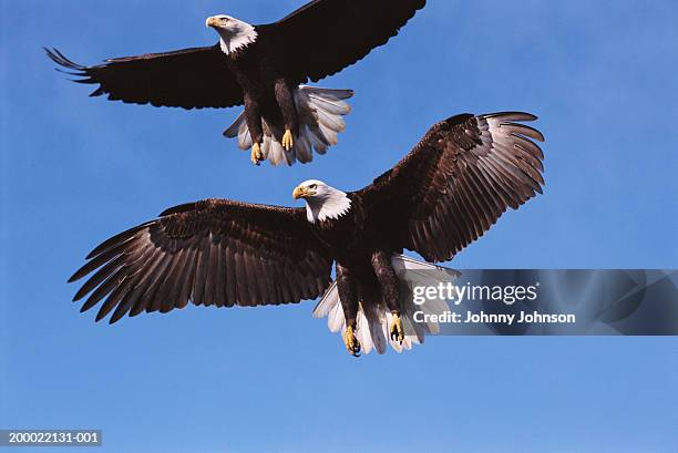 two bald eagles (haliaeetus leucocephalus) in flight, low angle view - bald eagle stock pictures, royalty-free photos & images