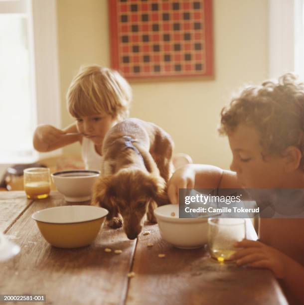 boy and girl (2-6) eating breakfast with puppy eating scraps on table - dog eats out girl photos et images de collection